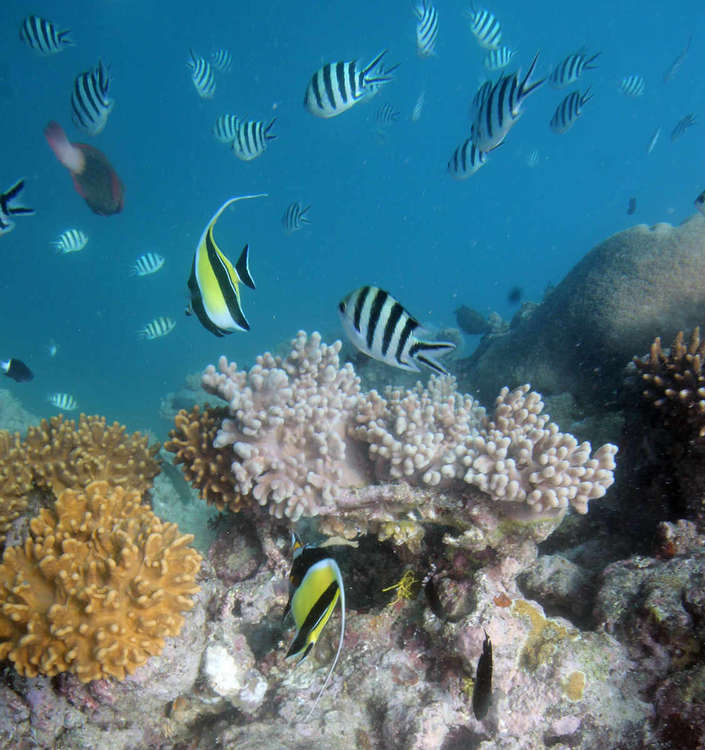 Calypso - Agincourt Reef Snorkel And Dive