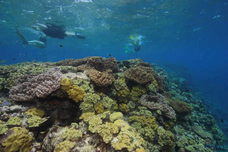 Calypso - Opal Reef Snorkelling