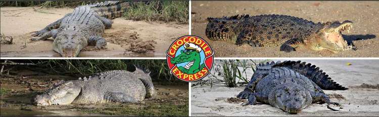 Crocodile Express Daintree River Cruises